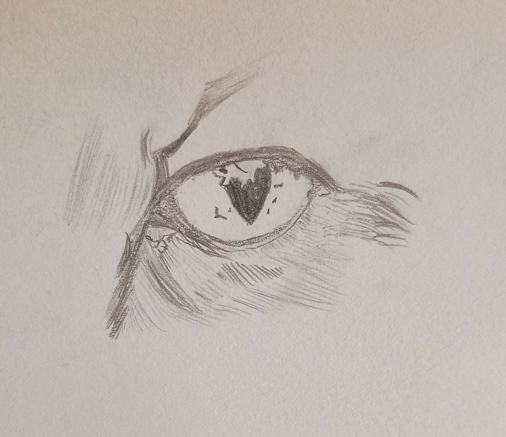 fox eye-Pencil